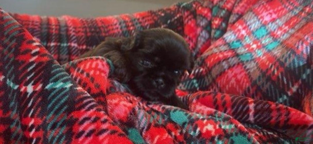 Shih Tzu dogs for sale: CHARLIE, Shih Tzu, Male, 10 weeks, AKC Champion Blood Line - Ad 9