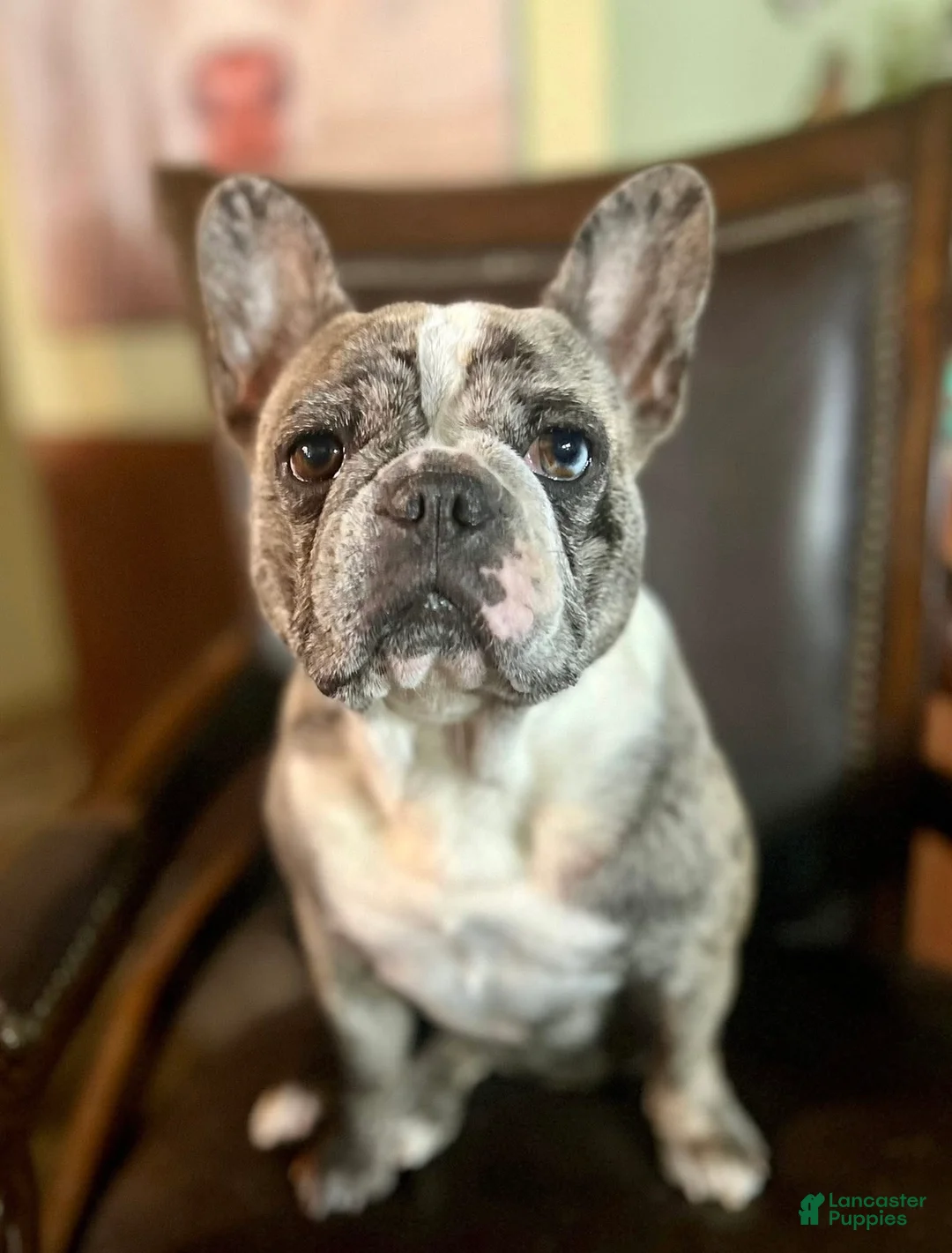 French Bulldog dogs for sale: French Bulldog Puppy 1 - Ad 4