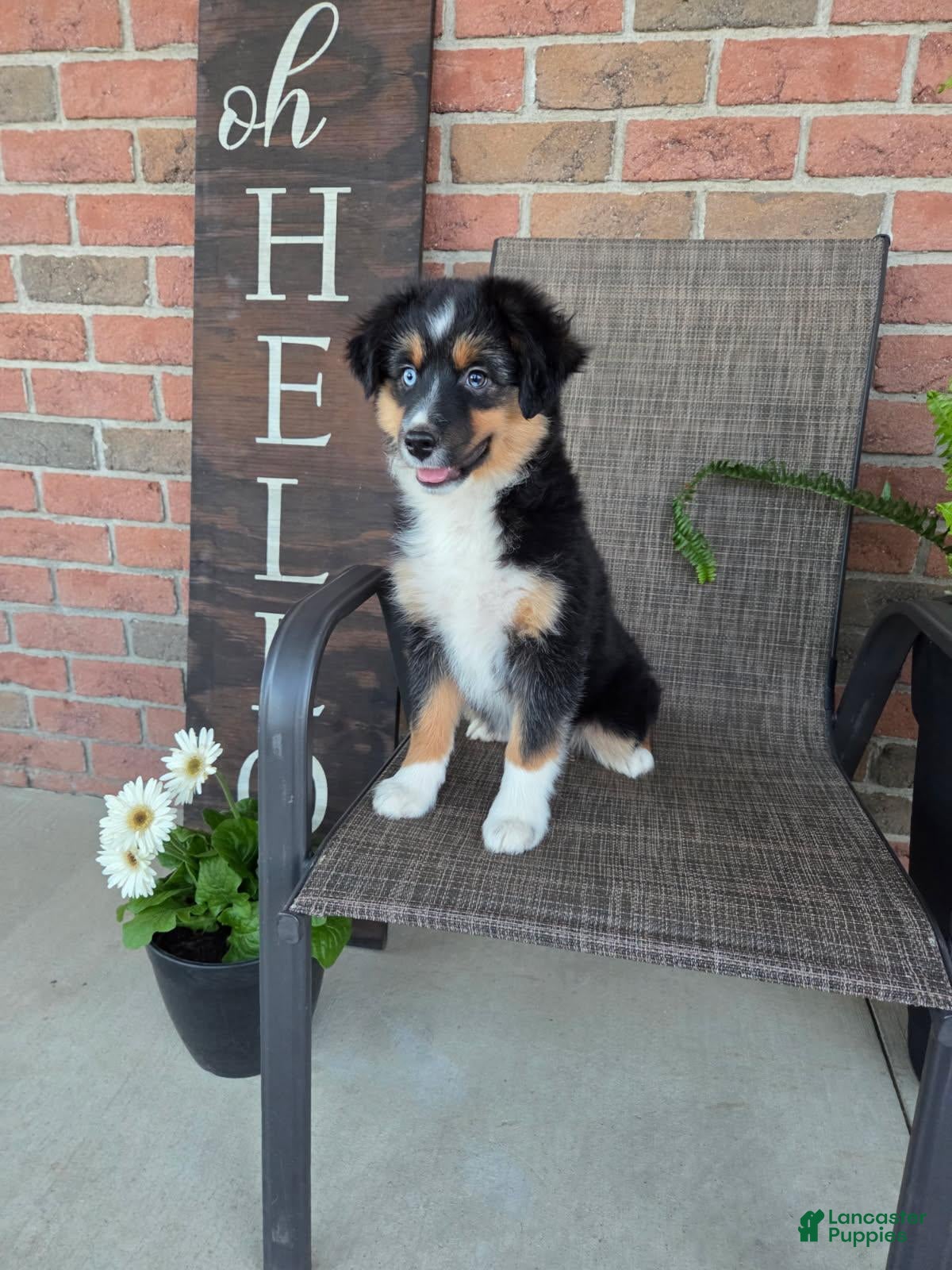 Miniature Australian Shepherd dogs Roxy - Ad 2
