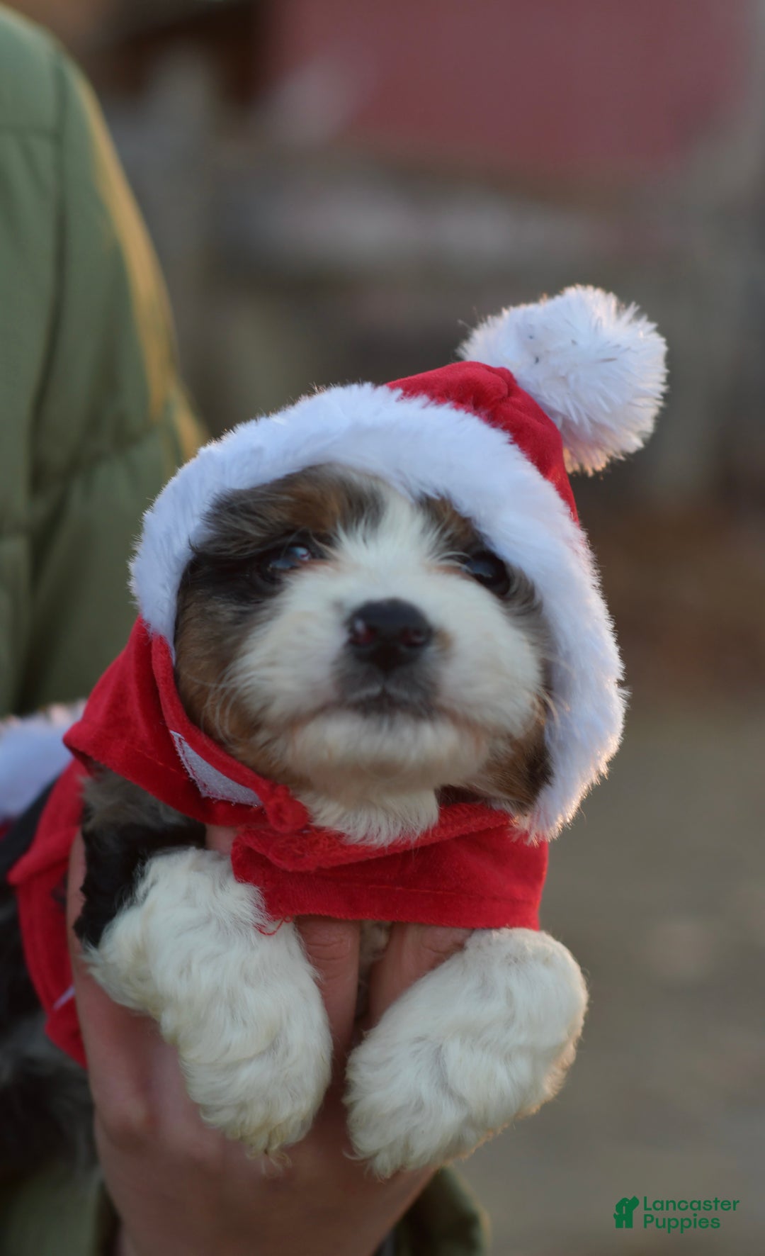 Mini Aussiedoodle dogs for sale: Goose - Ad 5