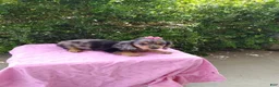 Miniature Dachshund dogs for sale: Jade - Ad 3