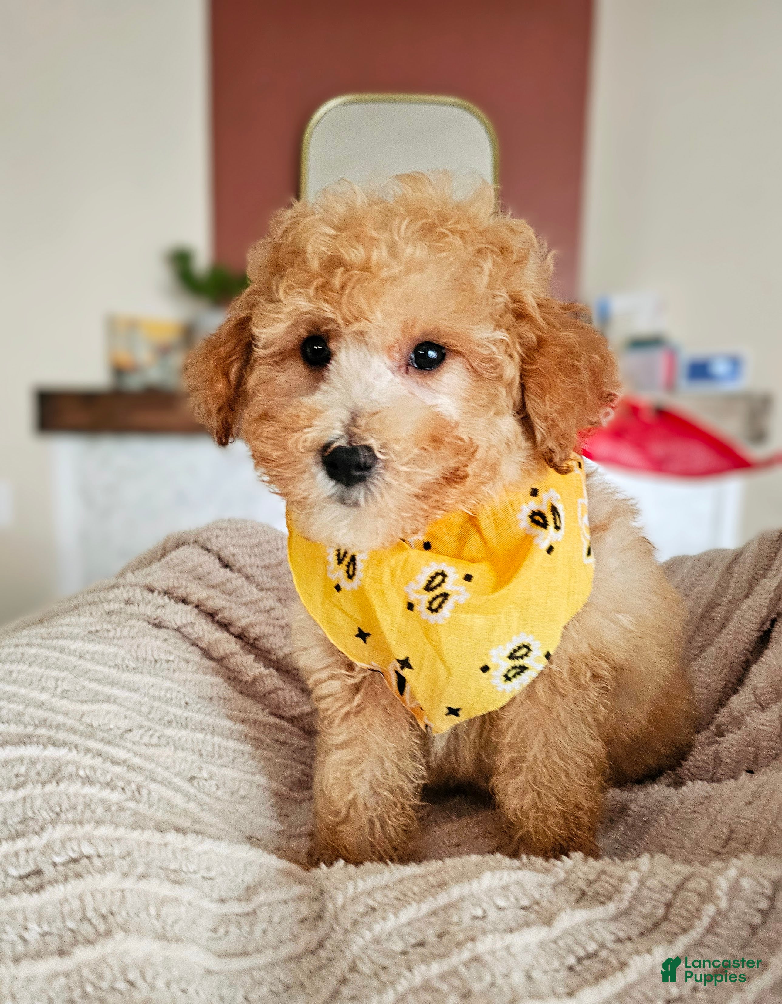 Mini Goldendoodle dogs Leo – F1BB Mini Goldendoodle Male – Ready Now - Ad 2