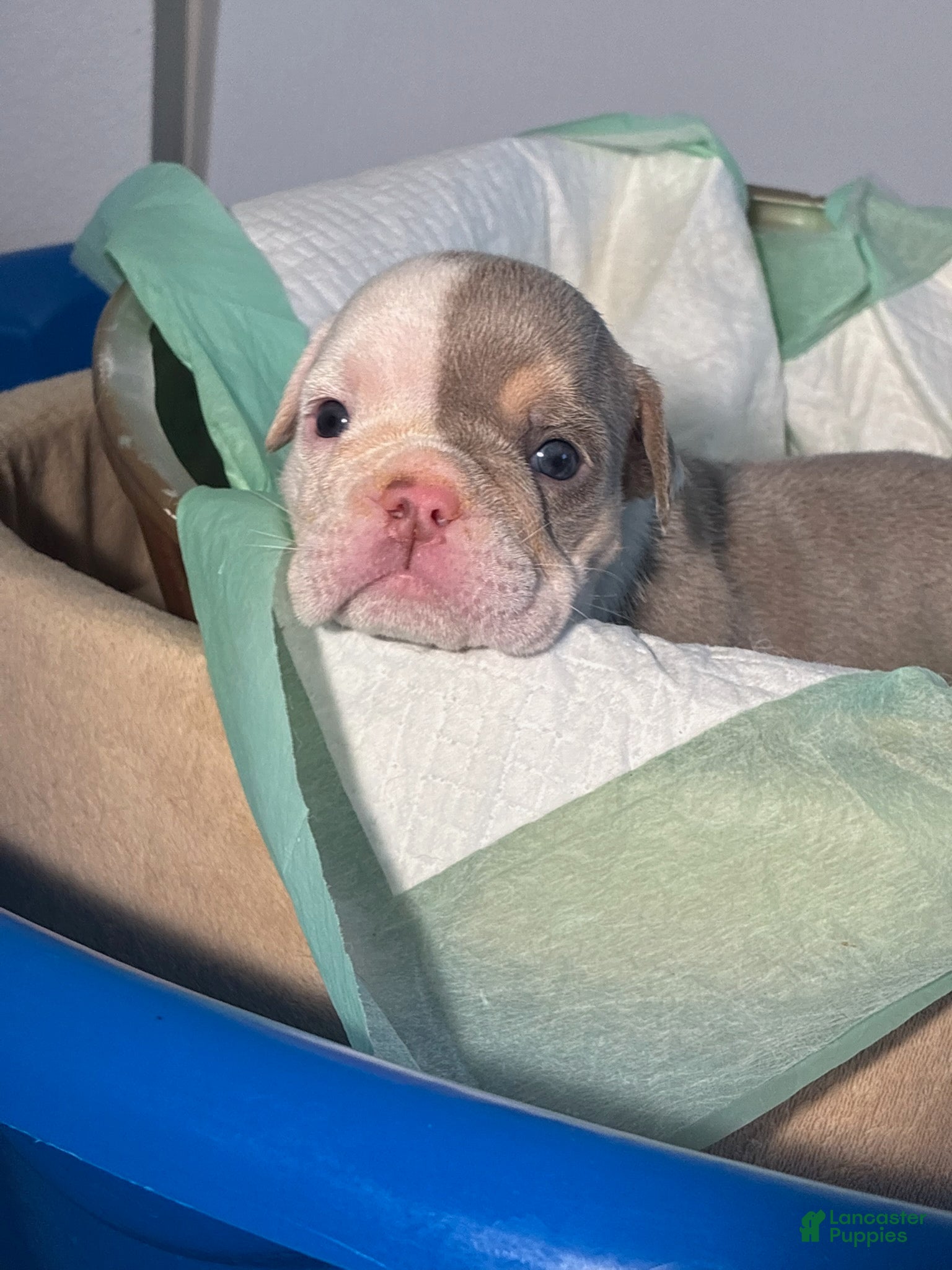 English Bulldog dogs Pudding - Ad 1