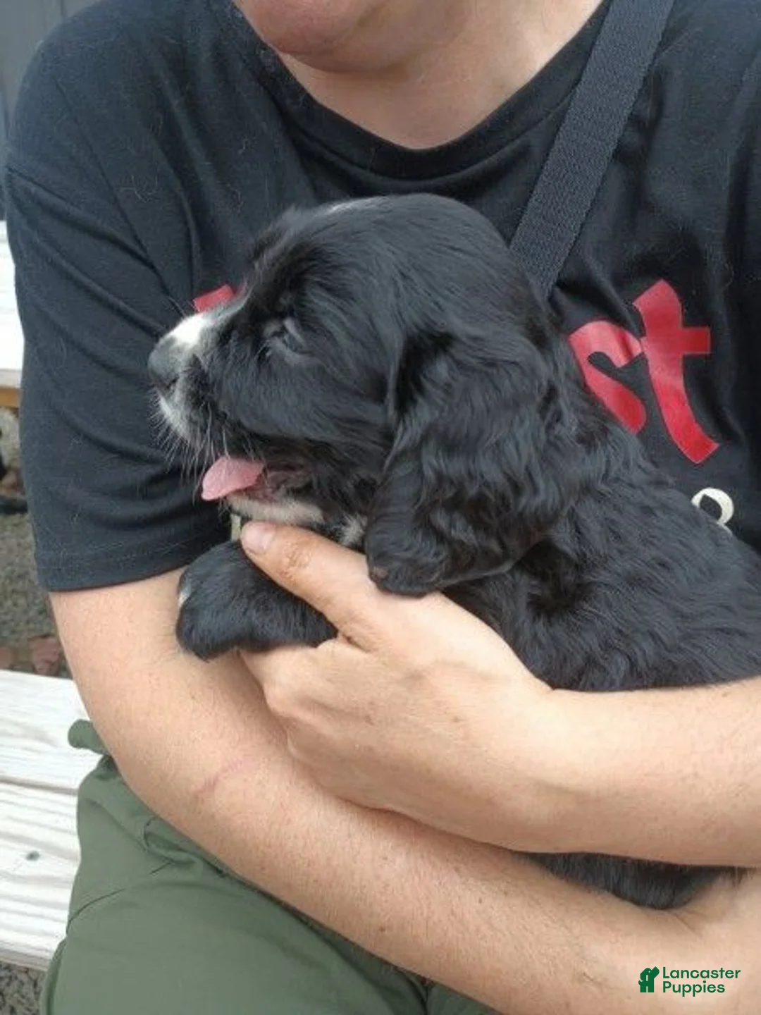 Mixed Breed dogs for sale: Robin - Ad 6