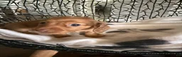 Miniature Dachshund dogs for sale: Ginger - Ad 6