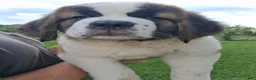 Saint Bernard dogs for sale: Roxanne - Ad 3