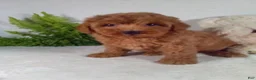 Bichpoo dogs for sale: Jasper  - Ad 5