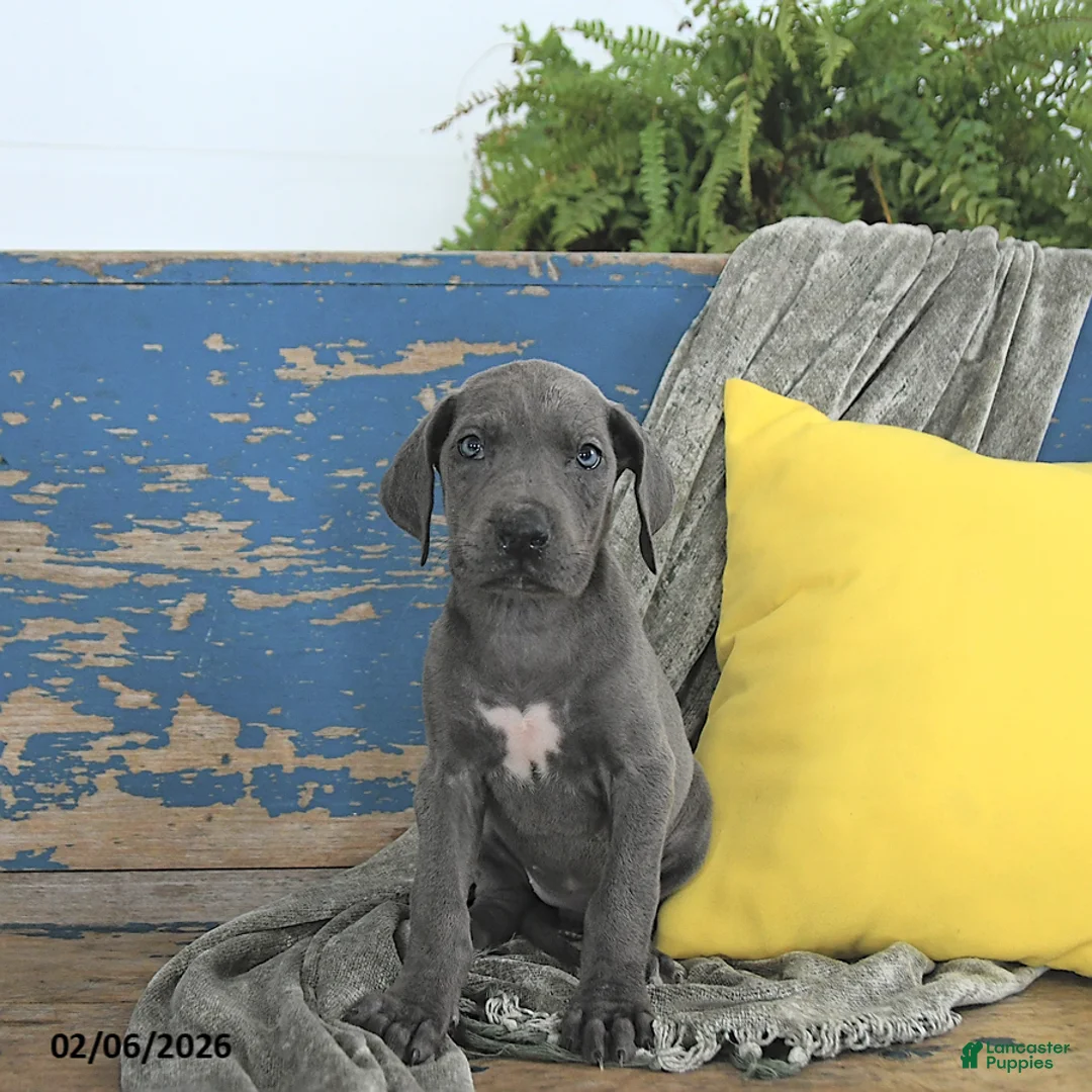 Great Dane dogs for sale: Khaleesi - Ad 3