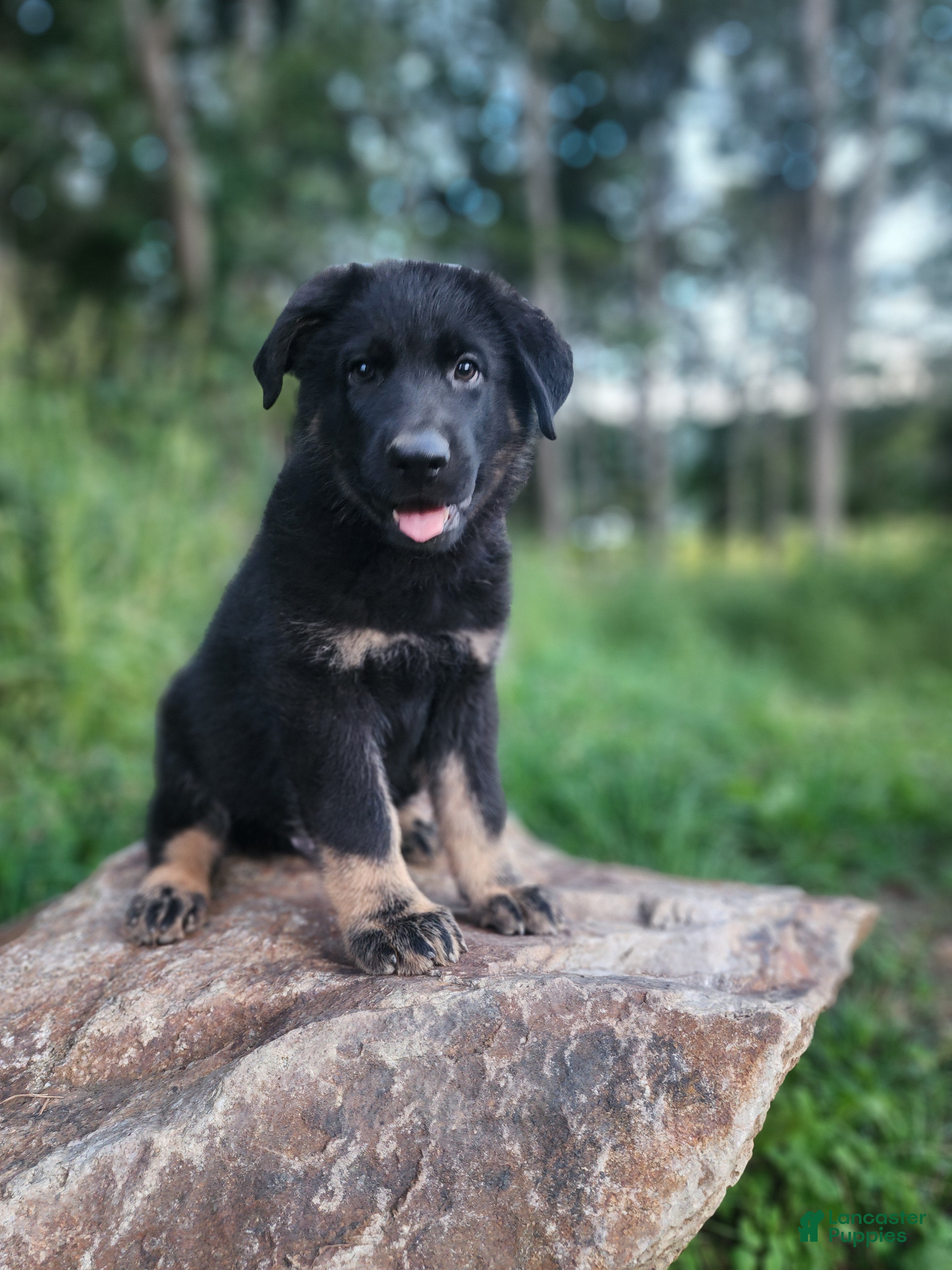 German Shepherd dogs Trek - Ad 1