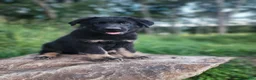 German Shepherd dogs for sale: Trek - Ad 5