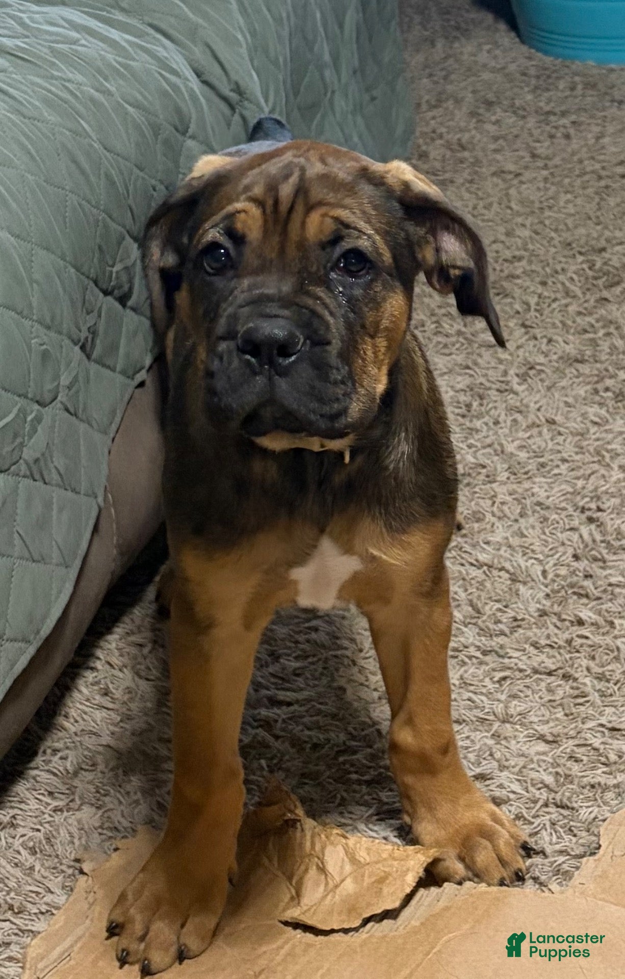 Cane Corso dogs Cane Corso 8 - Ad 1