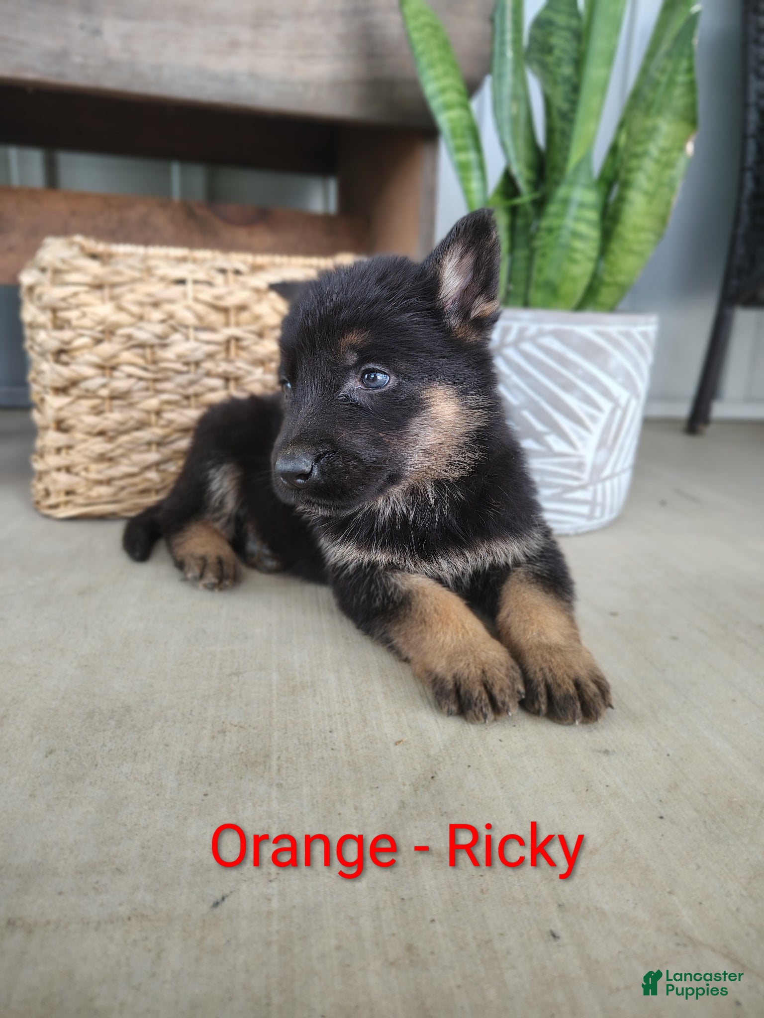 German Shepherd dogs Ricky - Ad 1