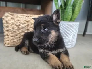 German Shepherd dogs for sale: Ricky - Ad 4