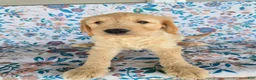 Goldendoodle dogs for sale: Green Boy - Ad 4