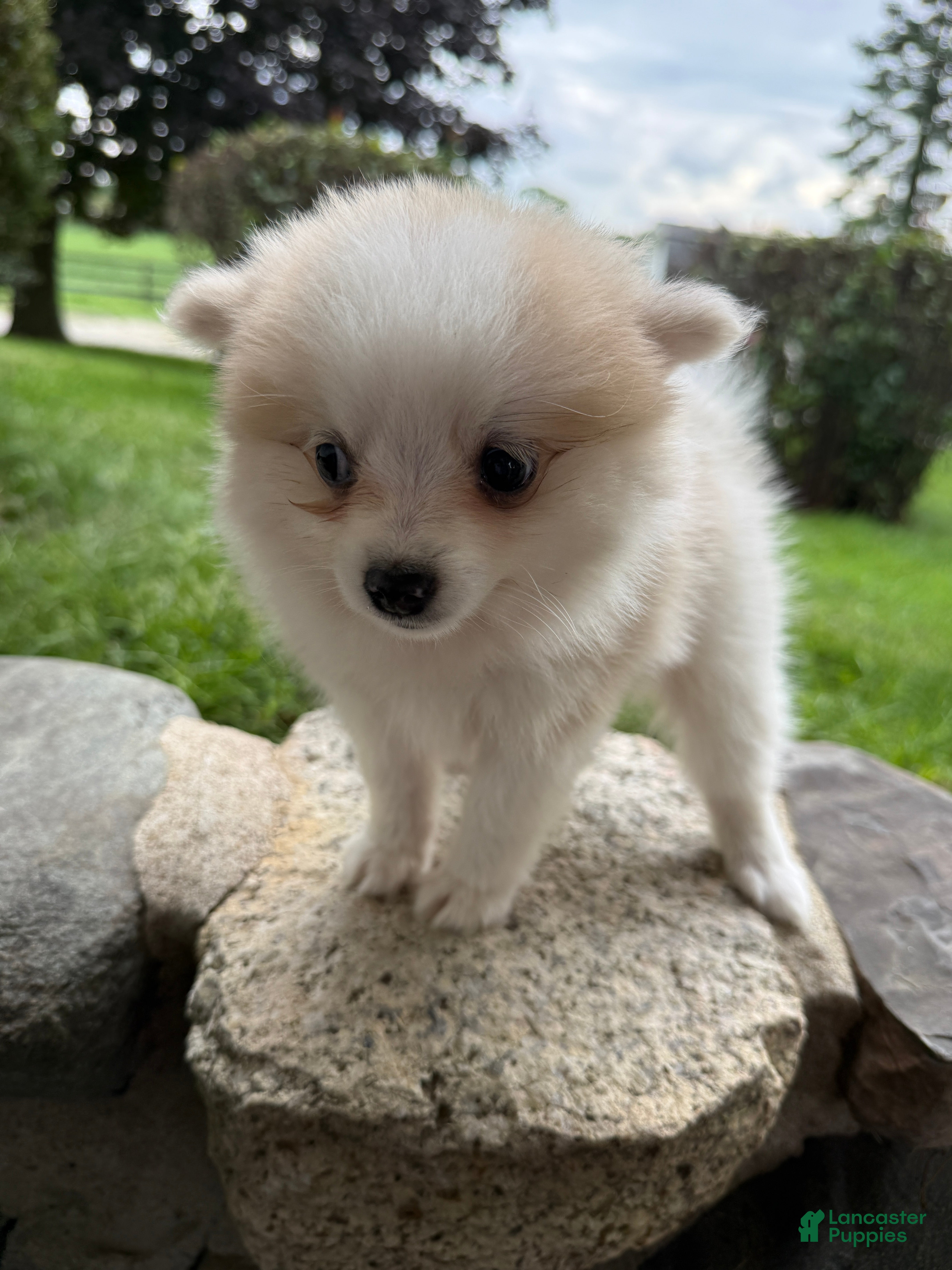 Pomeranian dogs Rachelle - Ad 1