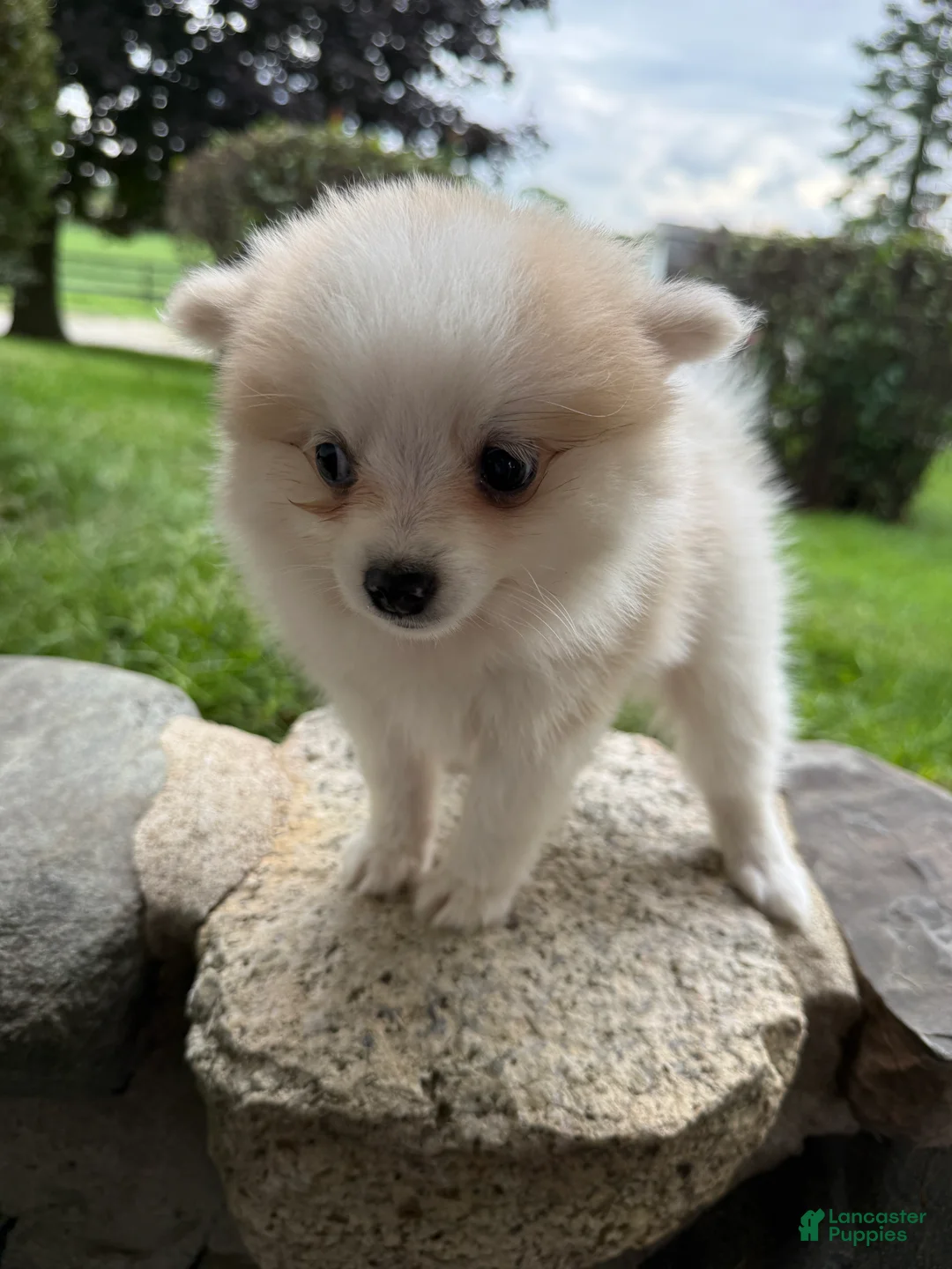 Pomeranian dogs for sale: Rachelle - Ad 1