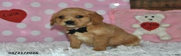 Miniature Golden Retriever dogs for sale: Reese - Ad 3