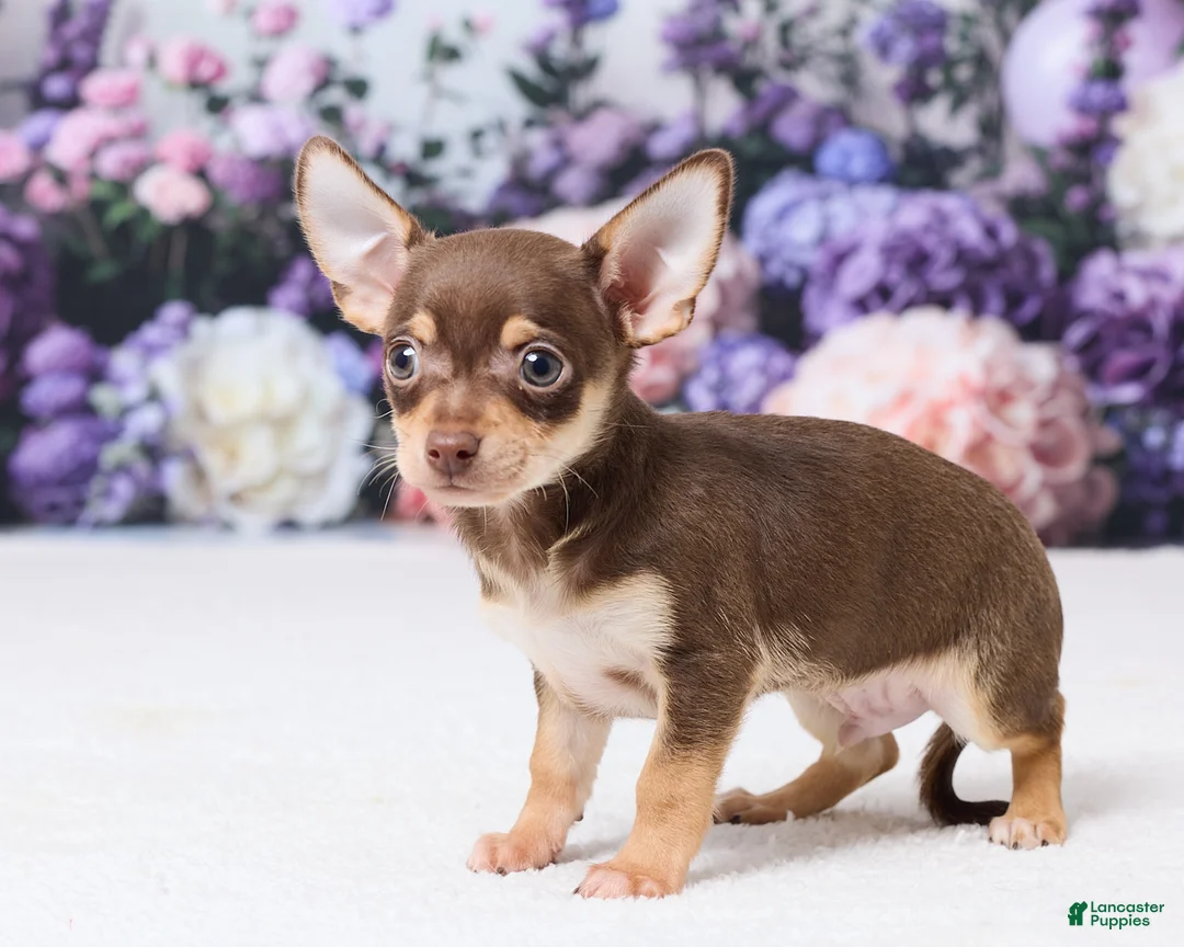Chihuahua dogs for sale: Peanut - Ad 5
