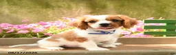 Cavalier King Charles Spaniel dogs for sale: Tommy - Ad 4