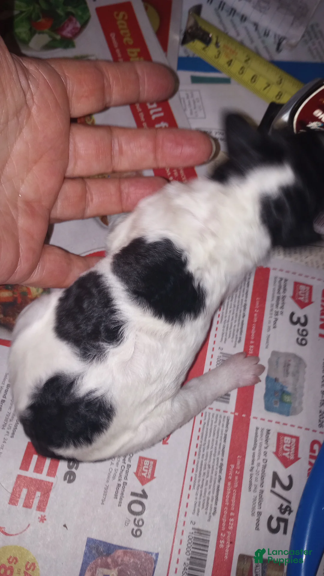 Standard Poodle dogs for sale: Standard Parti Poodle 3 - Ad 2