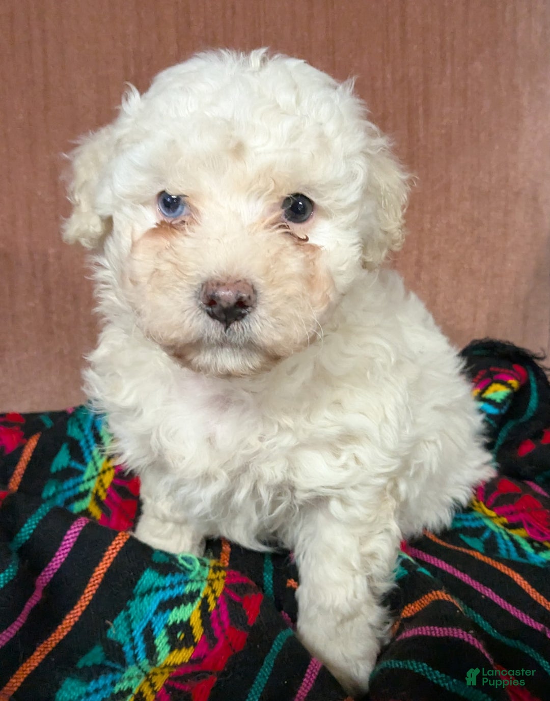 Bichpoo dogs for sale: Bumper - Ad 2