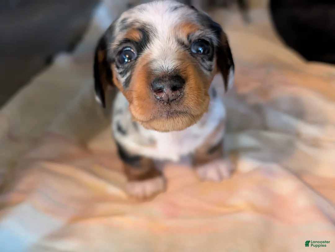 Miniature Dachshund dogs for sale: Miniature Dachshund Puppy 1 - Ad 7