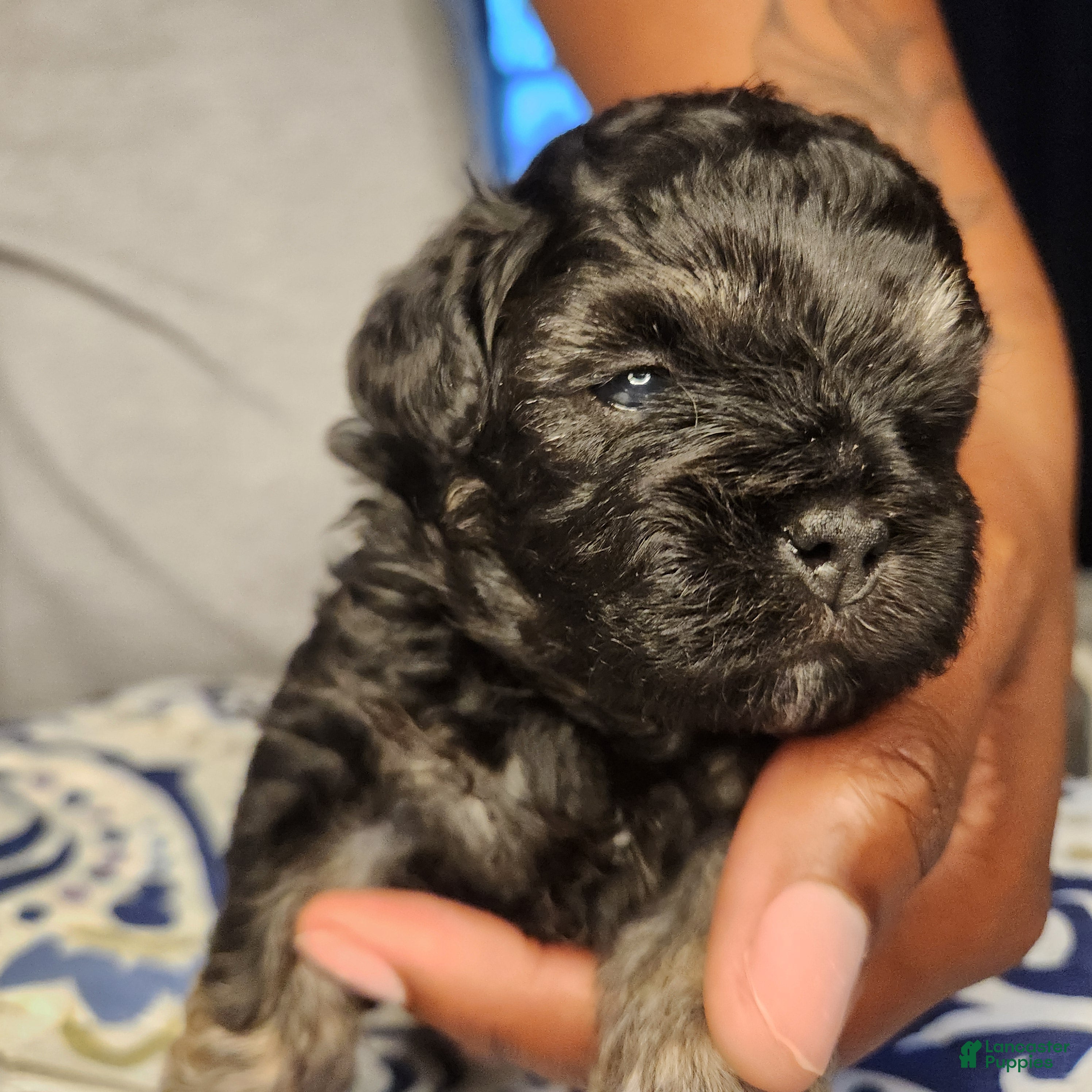 Shihpoo dogs Shihpoo Puppy 3 - Ad 34