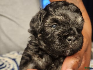Shihpoo dogs Shihpoo Puppy 3 - Ad 11