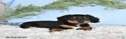 Miniature Dachshund dogs for sale: Hunter - Ad 4