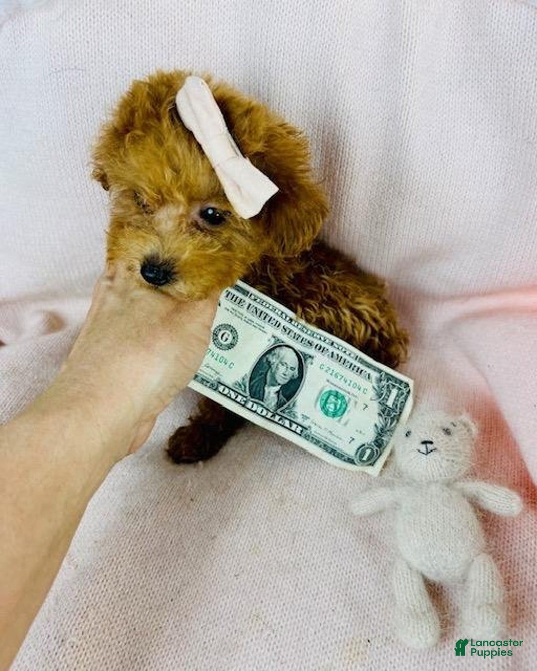 Toy Poodle dogs for sale: Meet Panzy! Toy Poodle Puppy  - Ad 4