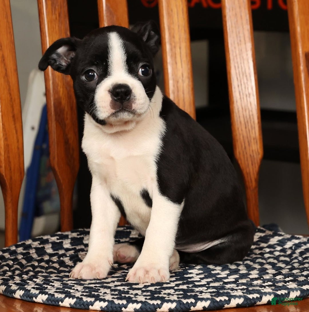 Boston Terrier dogs for sale: Jody - Ad 8