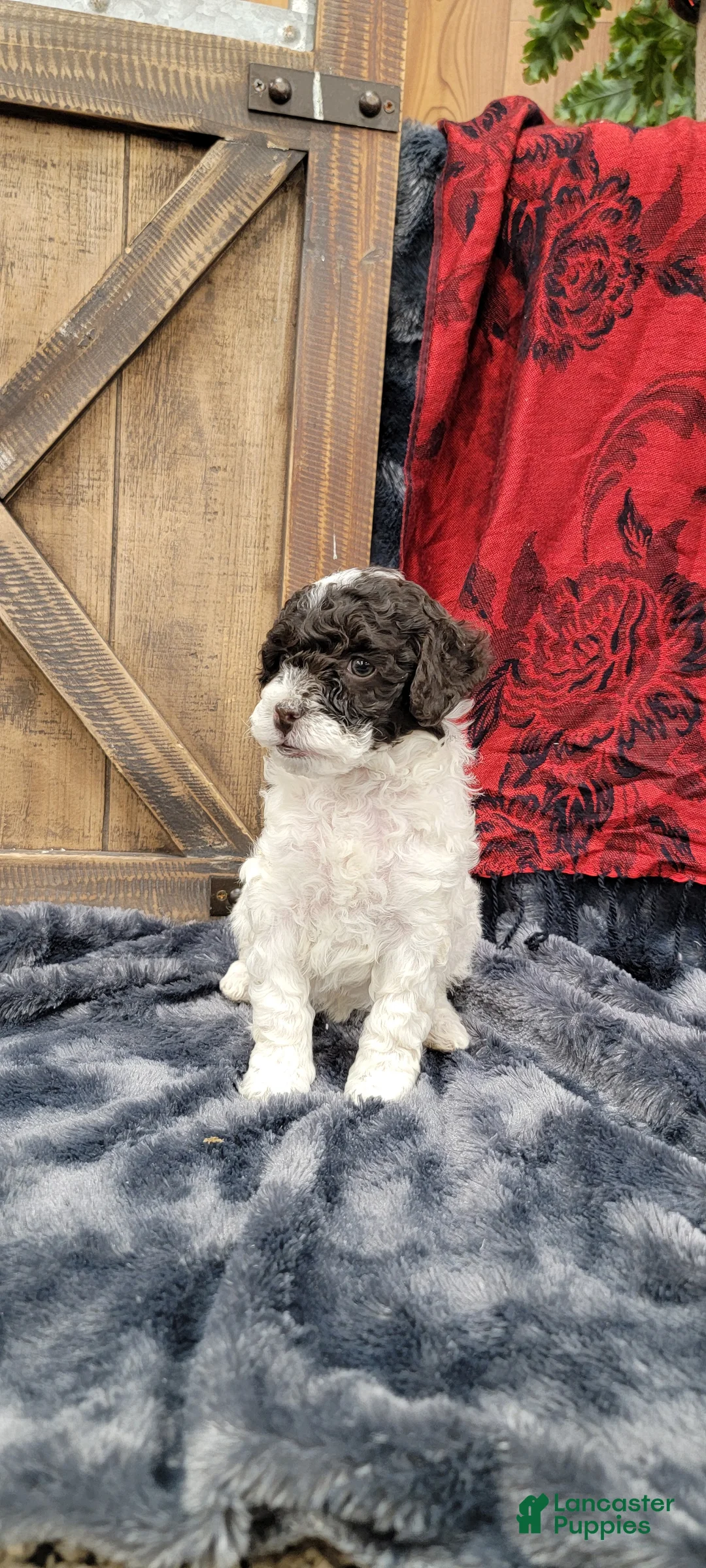 Cockapoo dogs for sale: Sally - Ad 4