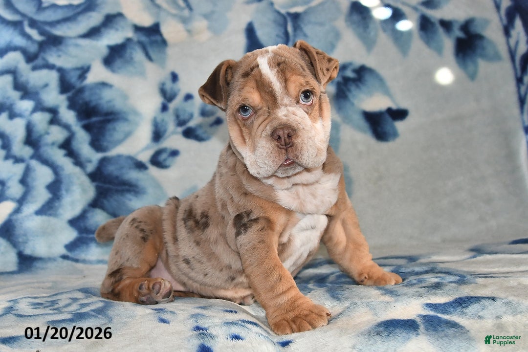 Beabull dogs for sale: Truffles  - Ad 2