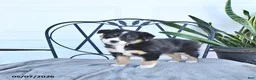 Australian Shepherd dogs for sale: Ashley - Ad 2