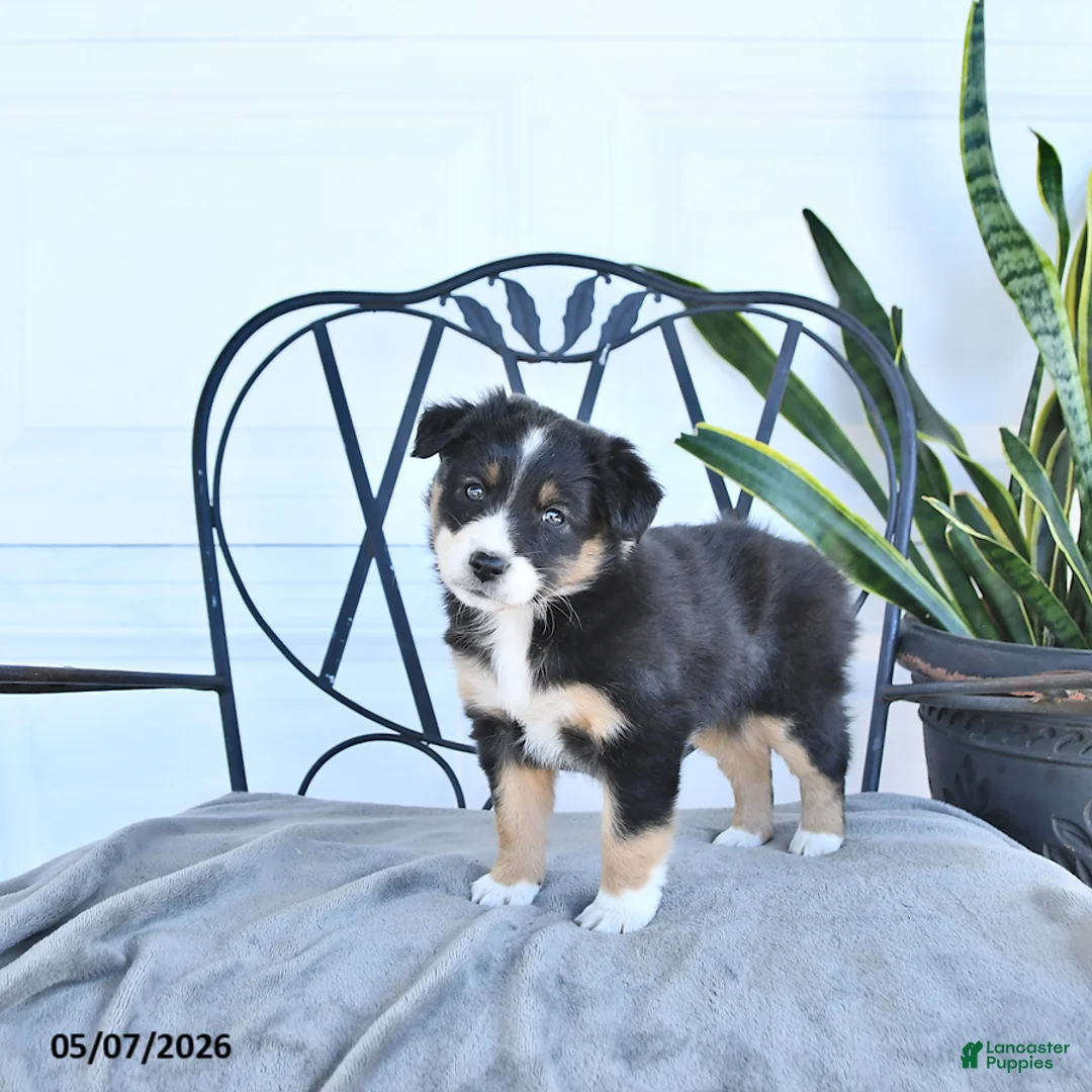 Australian Shepherd dogs for sale: Ashley - Ad 2