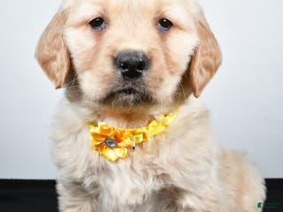 Golden Retriever dogs Joy - Ad 22