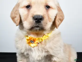Golden Retriever dogs Joy - Ad 31