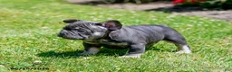 French Bulldog dogs for sale: Diesel - Ad 7