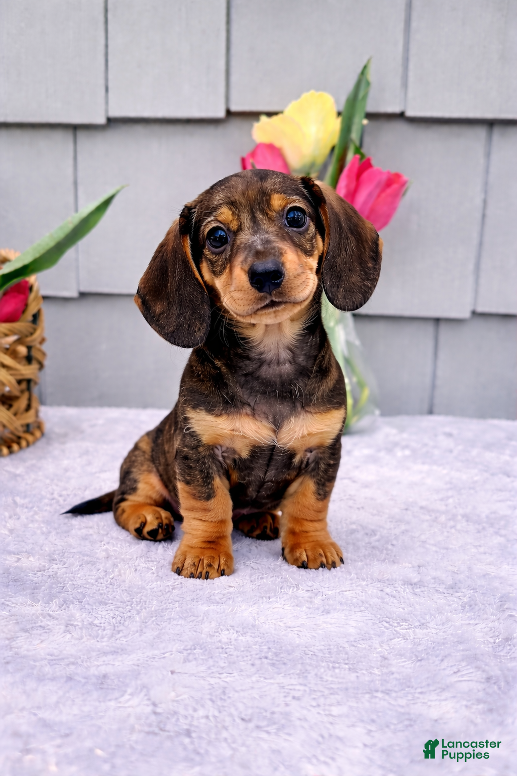 Dachshund dogs Maggie - Ad 1
