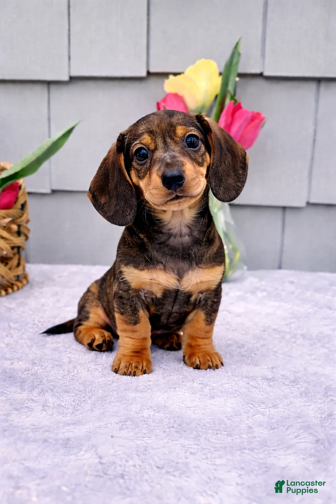 Dachshund dogs for sale: Maggie - Ad 1