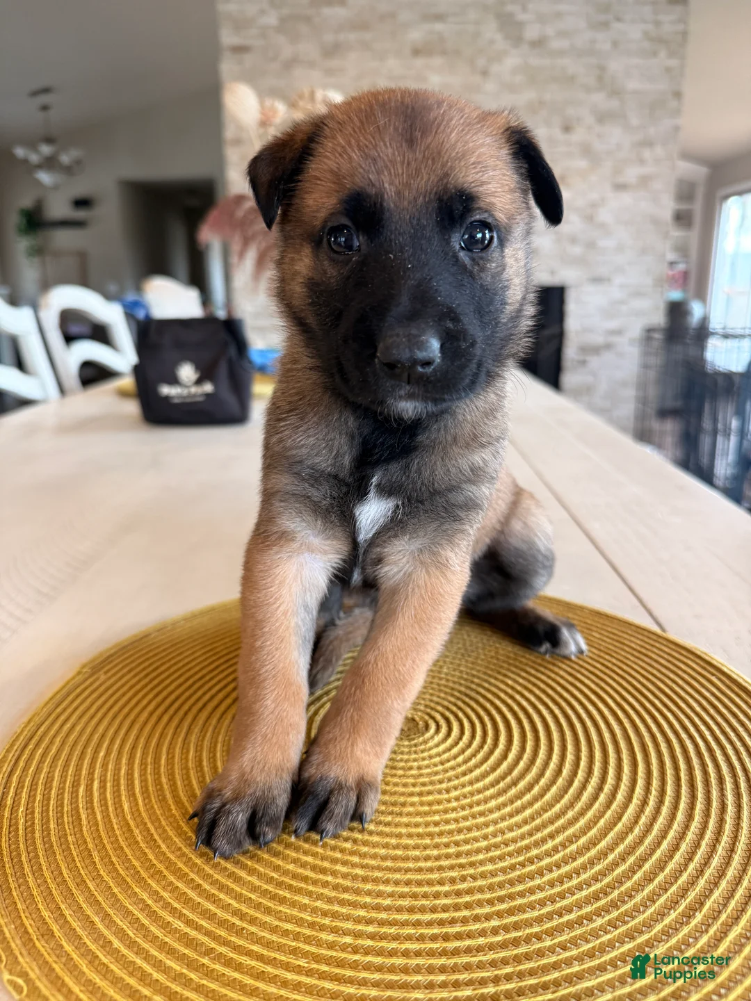 Belgian Malinois dogs for sale: Jules - Ad 1