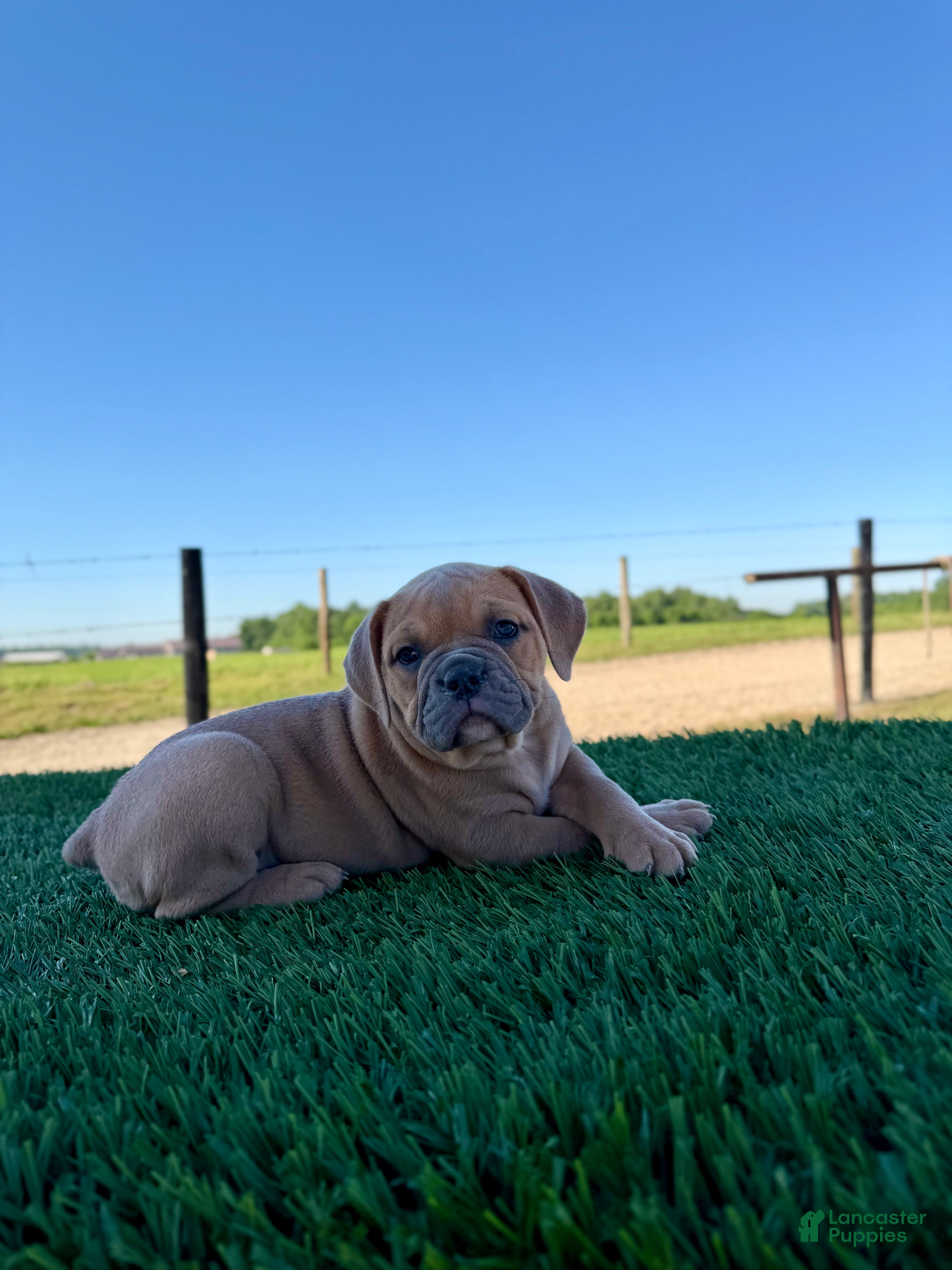 Olde English Bulldogge dogs Luna - Ad 1