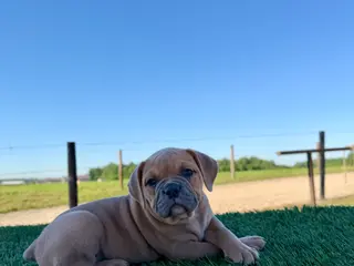 Olde English Bulldogge dogs for sale: Luna - Ad 4