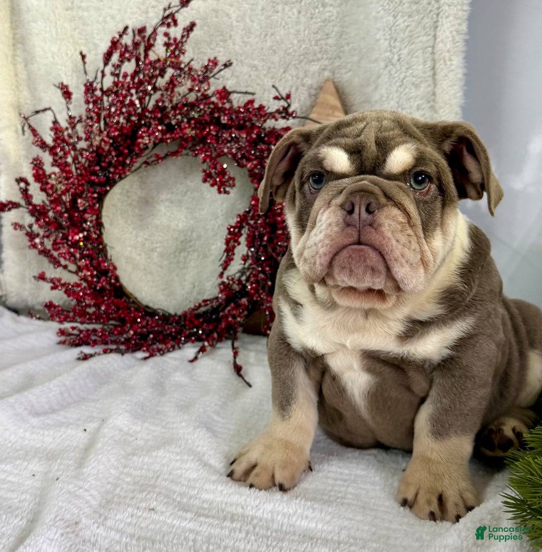 English Bulldog dogs for sale: Skye - Ad 4