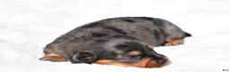Miniature Dachshund dogs for sale: Hope - Ad 3