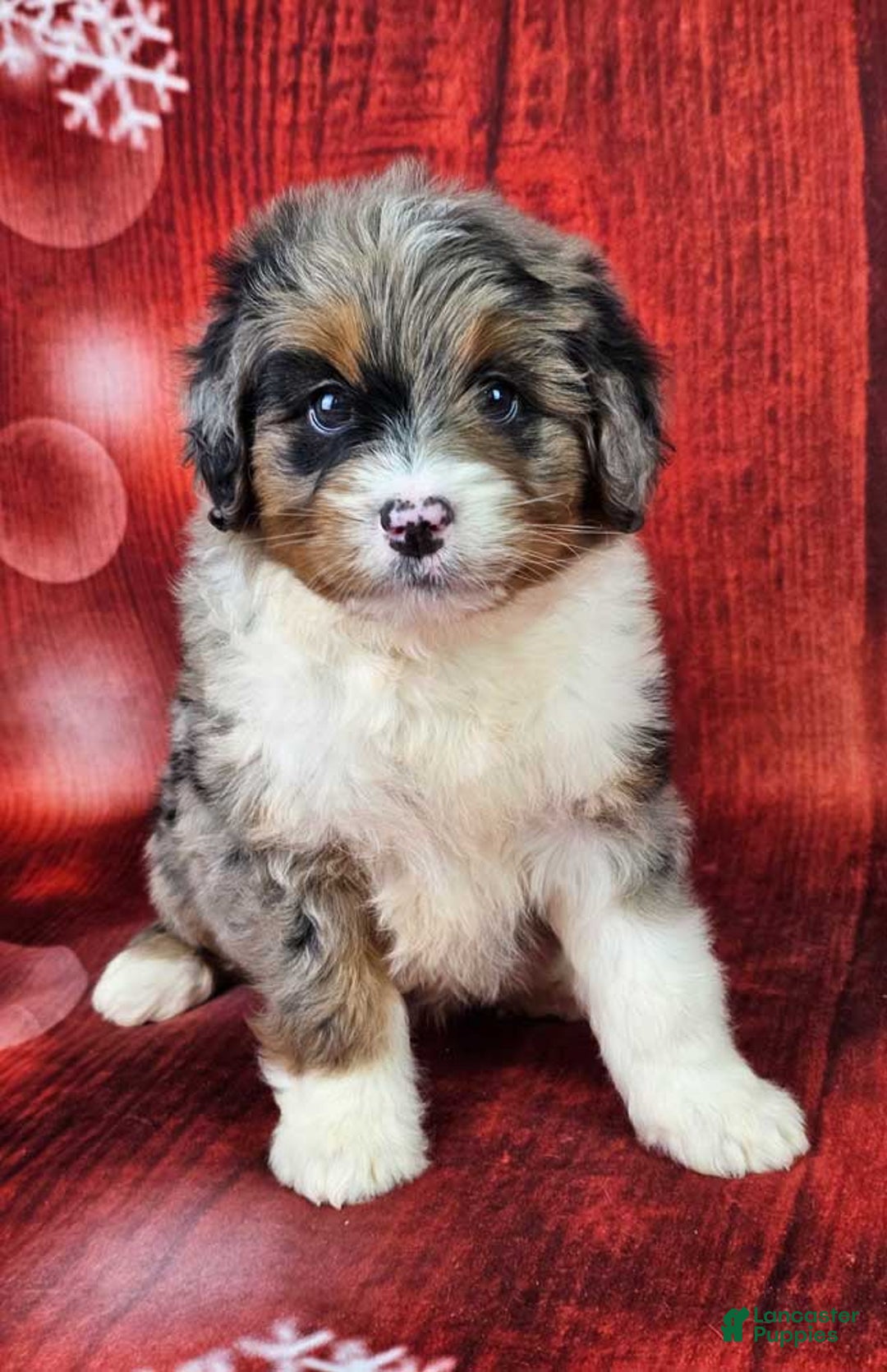 Mini Bernedoodle dogs for sale: Haven - Ad 1