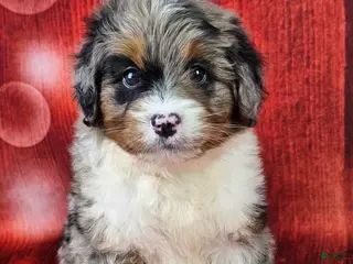 Mini Bernedoodle dogs Haven - Ad 19