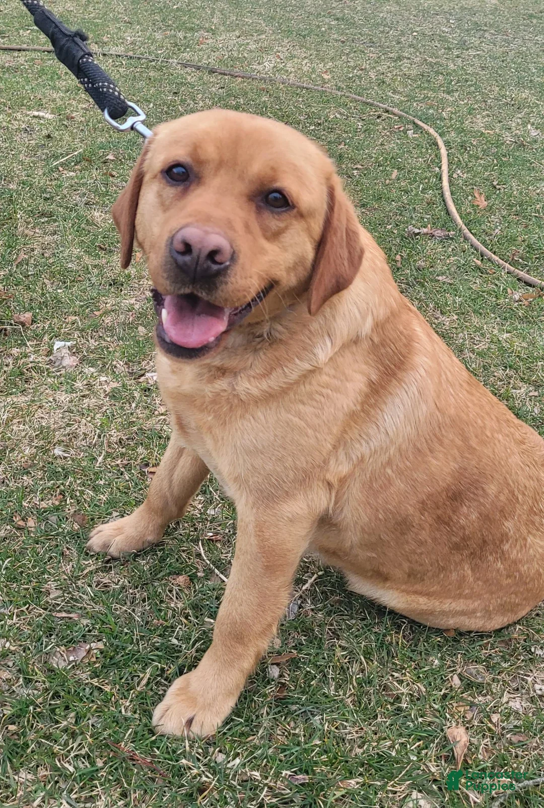 Labrador Retriever dogs for sale: Lexi - Ad 18