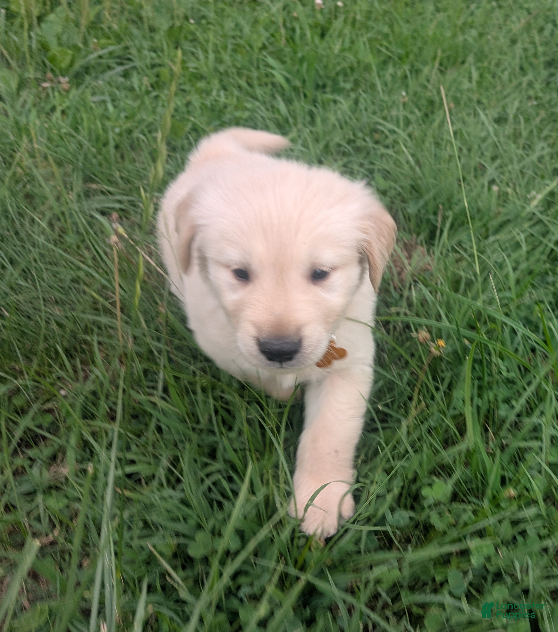 Golden Retriever dogs Charlie - Ad 2