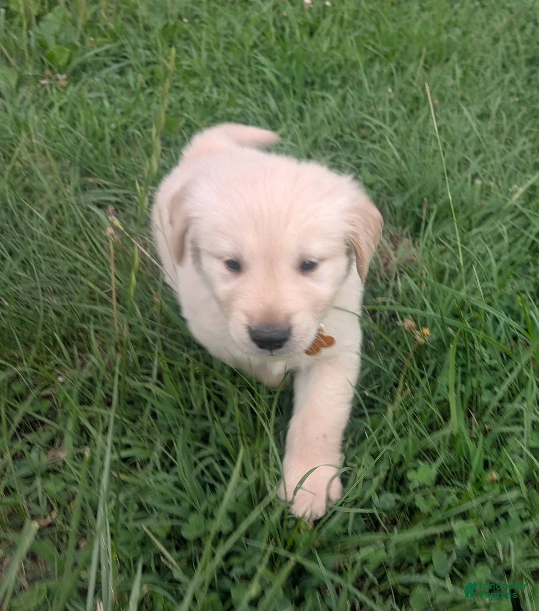 Golden Retriever dogs for sale: Charlie - Ad 2